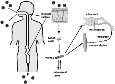 <p><strong>Motor neurons of the anterior horn</strong> and the <strong>brainstem</strong>.</p>