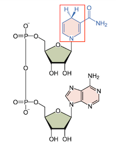 <p>A molecule that is a byproduct of glycolysis and produced in the Krebs cycle. Specifically 10 molecules are produced.</p><p>This is the reduction of NAD+. </p><p>These molecules drive the electron transport chain in the third stage of aerobic cellular respiration.</p>