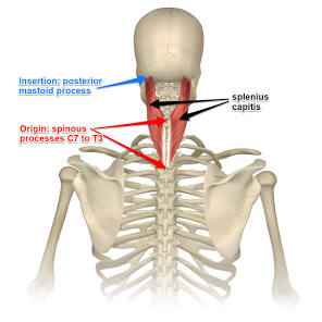 <p>splenius capitus</p><p></p><p>Origin</p><ul><li><p>spinous process fro c7-t3</p></li><li><p>ligamentumm nuchae</p></li></ul><p>insretion</p><ul><li><p>occipital bone</p></li><li><p>mastoid process</p></li></ul><p></p><img src="https://knowt-user-attachments.s3.amazonaws.com/f3cfe57c-060b-48f9-94a1-28f82678a075.png" data-width="100%" data-align="center"><p></p>