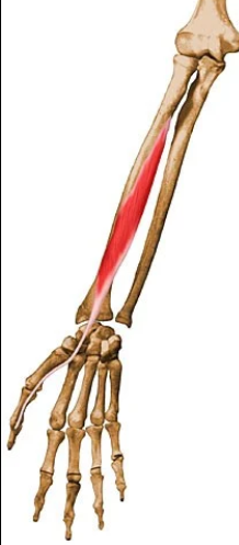 <p>What is this muscle called?</p>