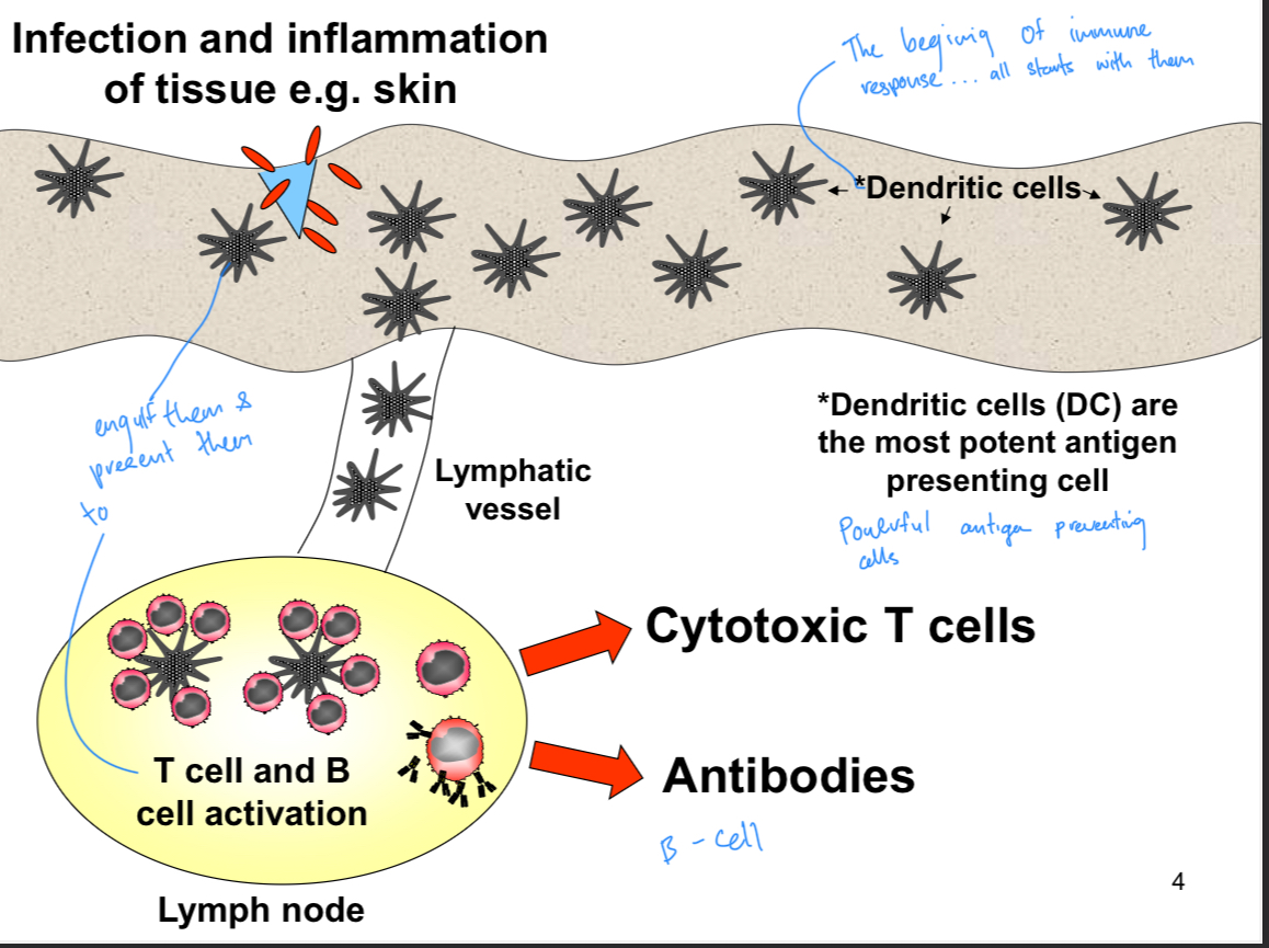 <p>DC are present in major organs, they phagocytose (eat) antigen, process it into peptides, and present it on MHC to T cells. They migrate from organs to draining lymph node via lymphatic vessel.</p>