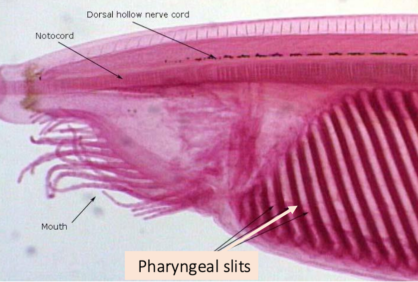 <p>• Small and inactive (no gills; diffusion is enough)</p><p>• Body & pharynx wall serve as respiratory membranes</p>
