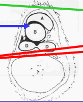 <p>¿De qué zona es este corte? y ¿cuáles son las estrucutras que se ven?</p>