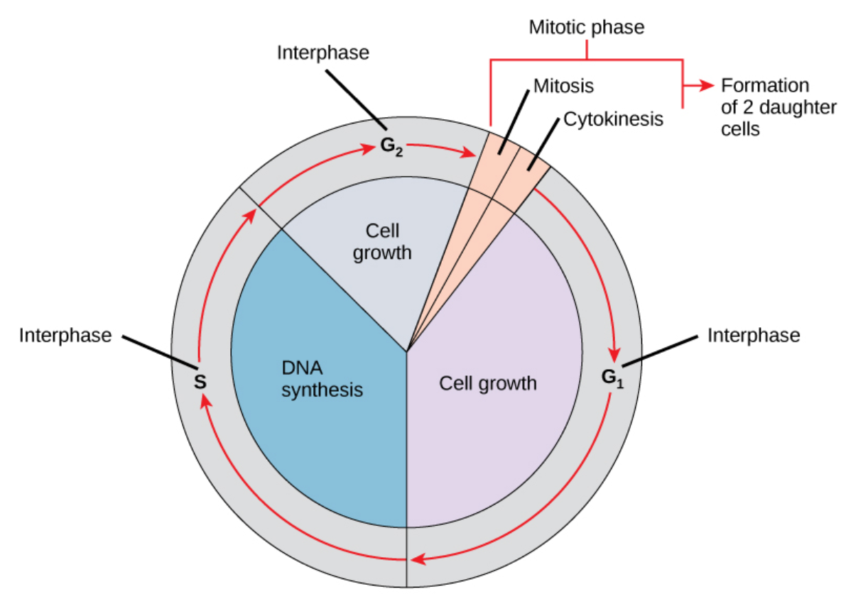<ul><li><p>This checkpoint prevents entry into the mitotic phase if certain conditions are not met</p><ul><li><p><strong>Purpose:</strong> Makes sure DNA replication was <strong>completed correctly</strong> and the cell is <strong>ready to divide</strong>.</p></li><li><p>It checks:</p><ul><li><p>Cell size again</p></li><li><p>Protein supply</p></li><li><p>Whether <strong>all DNA was copied</strong> and <strong>not damaged</strong></p></li></ul></li><li><p>If there’s an issue, the cell waits to <strong>finish copying DNA</strong> or <strong>fix the damage</strong></p><p class="not-prose mt-0! mb-0! flex-auto truncate">openstax_biology2e_ch10</p></li></ul><p><strong>Example:</strong><br>If a chromosome didn’t copy fully, the G₂ checkpoint will stop mitosis until it’s fixed.</p></li></ul><p></p>