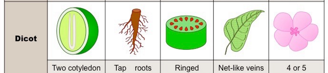 <p>two cotyledons (in the seed of a plant), branched veins, taproot, ringed vascular, multiples of 4 or 5. (roses)</p>