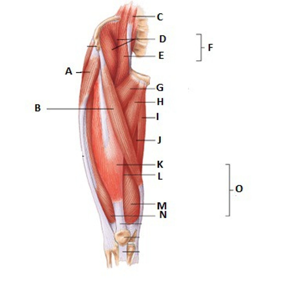 <p>K (part of L)*</p>