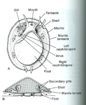 <p>Phylum Mollusca: Gastropoda Body Structure</p>