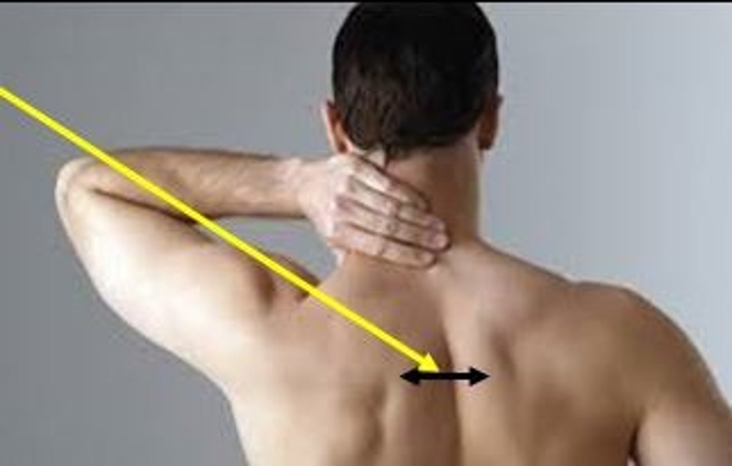 <p>area between the shoulder blades</p>