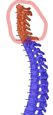 <p>Vertebrae</p>