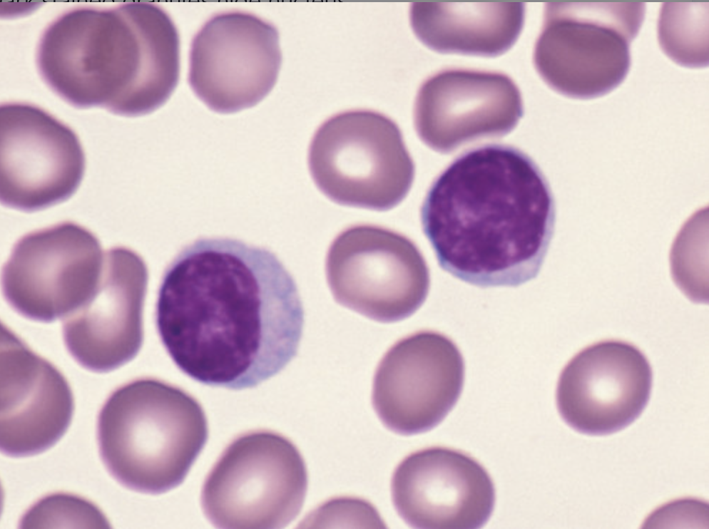 \-25-33% \n -Small in size and very round \n -Spherical nucleus (Takes up whole cell) \n -Immunity \n -(blue fingernail tip/crescent moon)