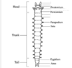 <p>Head</p><p>Trunk</p><p>Tail</p>