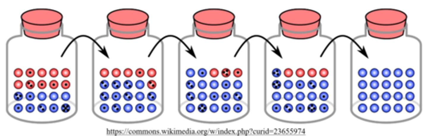 <p>genetic drift</p>