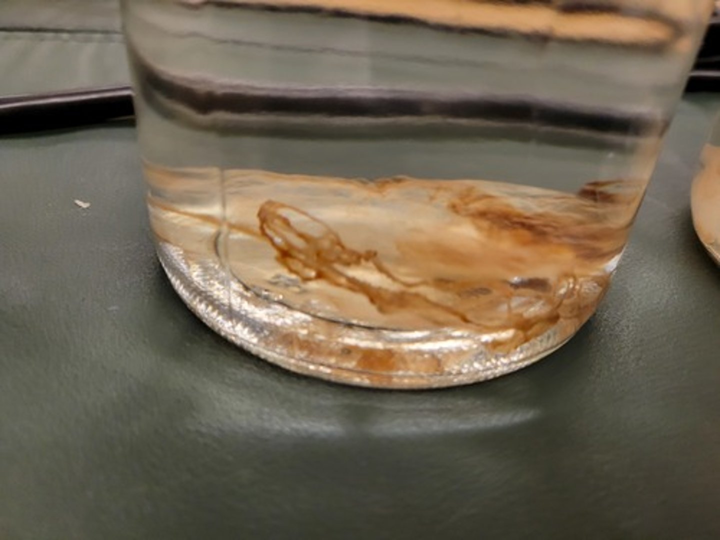 <p>Identify Taxonomy</p>