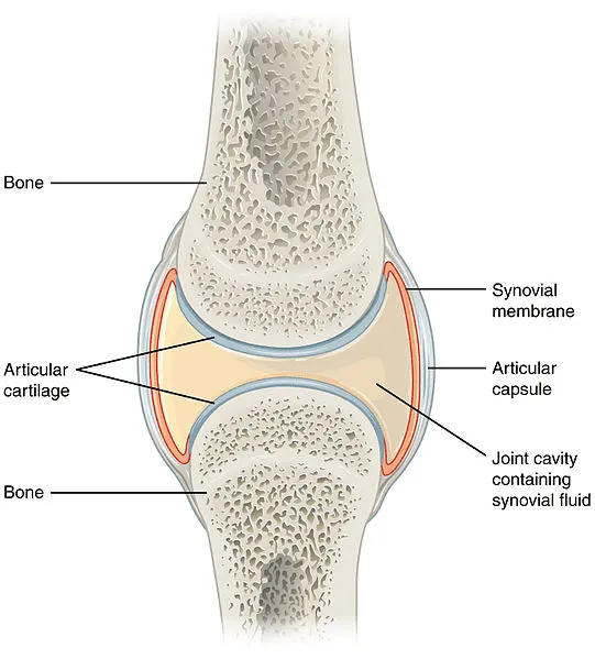 <p>Joint which can move freely - all diarthroses are synovial joints </p>