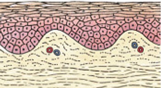 <p>Which type of membrane has:</p><ul><li><p>Is skin, surface of the body</p></li><li><p>Thick, waterproof, and dry</p></li></ul><p></p>