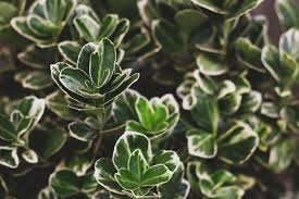 <p><span>Evergreen vine or groundcover with small, glossy green or variegated leaves. Used for groundcover and ornamental purposes.</span></p>