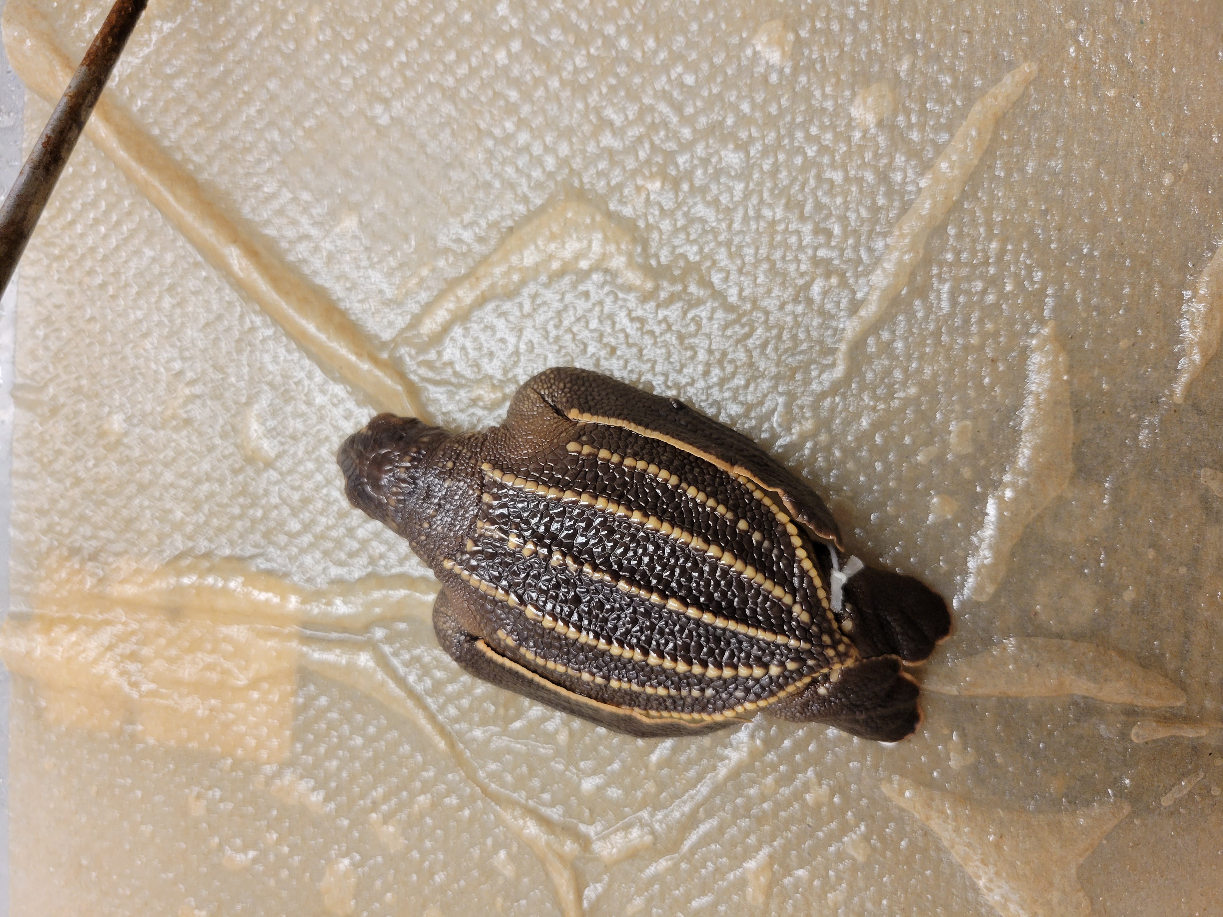 <p><span>Leatherback<br><br>Largest living turtle. Carapace and plastron with smooth leathery skin. Carapace dark brown, profile often with toothed edge.</span></p>
