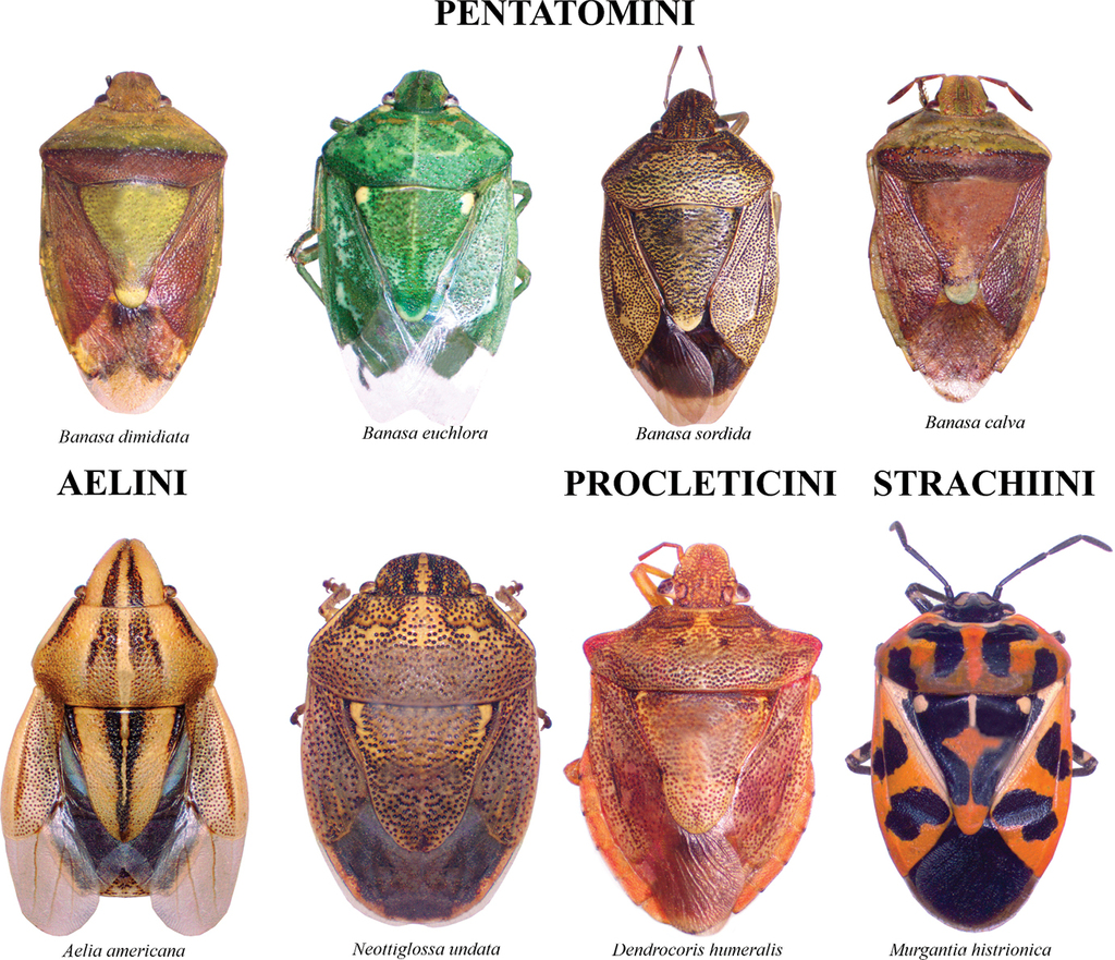 <p>Stink Bugs</p><p>Order Hemiptera</p>