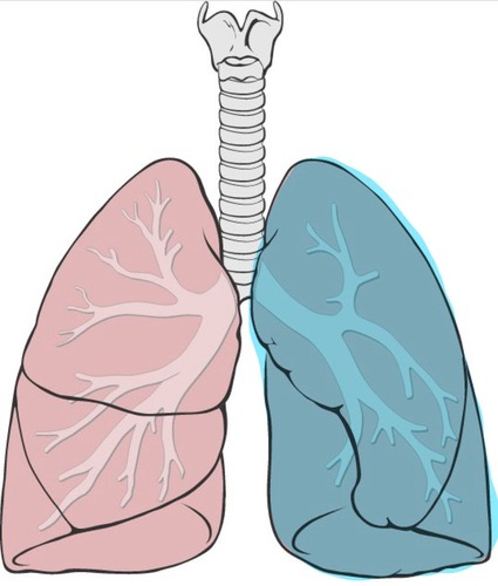 <p>Smaller lung with 2 lobes</p>