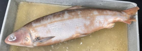 <p>What is the common name of this specimen?</p>