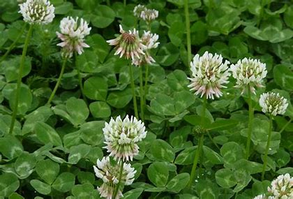 <p>long-lived perennial in upper south; short-lived perennial or annual in lower South</p><p>high quality grazing plant; bloat can be a problem; pH of 6.0 or higher</p>