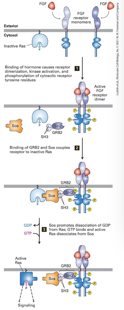 <p>one of the most common cell proliferation pathways</p><p>almost all RTKs activate the Ras/MAP kinase pathway</p><p>functions by activating a <strong>MAP kinase cascade</strong></p><p>uses the <em><u>small monomeric G-protein </u></em><strong>Ras </strong>as the effector switch (Ras= Rat Sarcoma virus) </p><p>Activated Ras stimulates a MAPK cascade that controls cell cycle progression, proliferation and/or differentiation </p><p>Health relevance</p><ul><li><p>most human cancers have gain of function mutations in an RTK, Ras, or a kinase in the pathway </p></li><li><p>Cells with mutants Ras constantly divide because the pathway is always active, even through there is no growth factor activating a receptor </p></li></ul><p>Canonical</p><ul><li><p>Ligand (FGF, EGF, PDGF, etc) induces receptor dimerixation and auto cross-phosphorylation </p></li><li><p>Activated RTK bound by adapter protein <strong>Grb2 </strong>via its SH2 domain </p></li><li><p>Grb2 recruits the Ras <em><u>GEF </u></em>called <strong>SOS </strong></p></li><li><p>SOS induces Ras to exchange GDP for GTP, activating it </p></li><li><p>Activated Ras recruits and acivates the first kinase in the cascade (the MEKK) </p></li></ul><p></p>