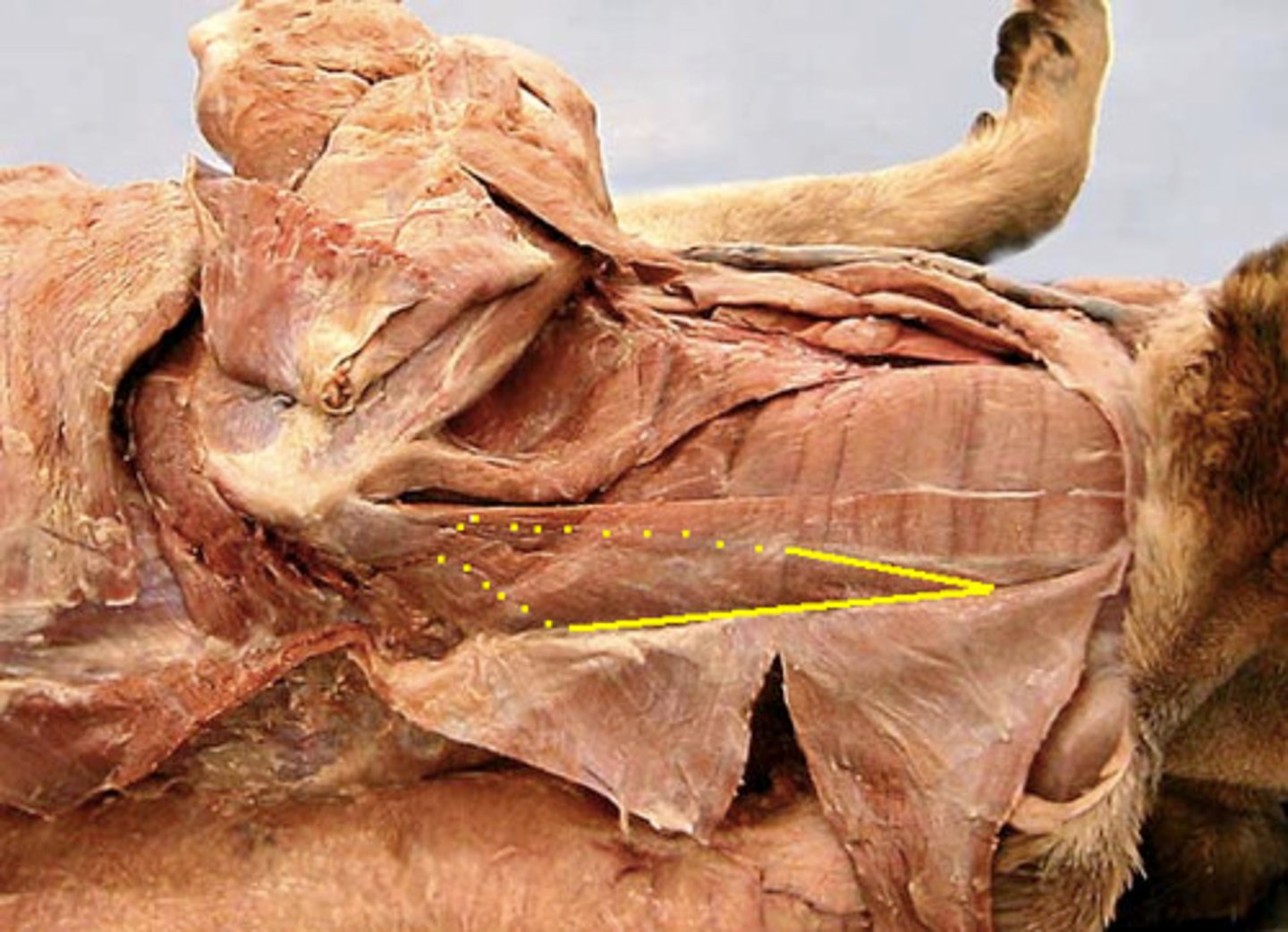 <p>Extend spine/rotate spine to opposite side</p>