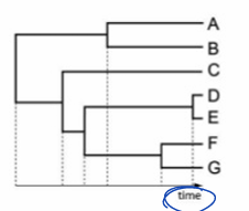 <p>branch length= time since divergence (time tree)</p>