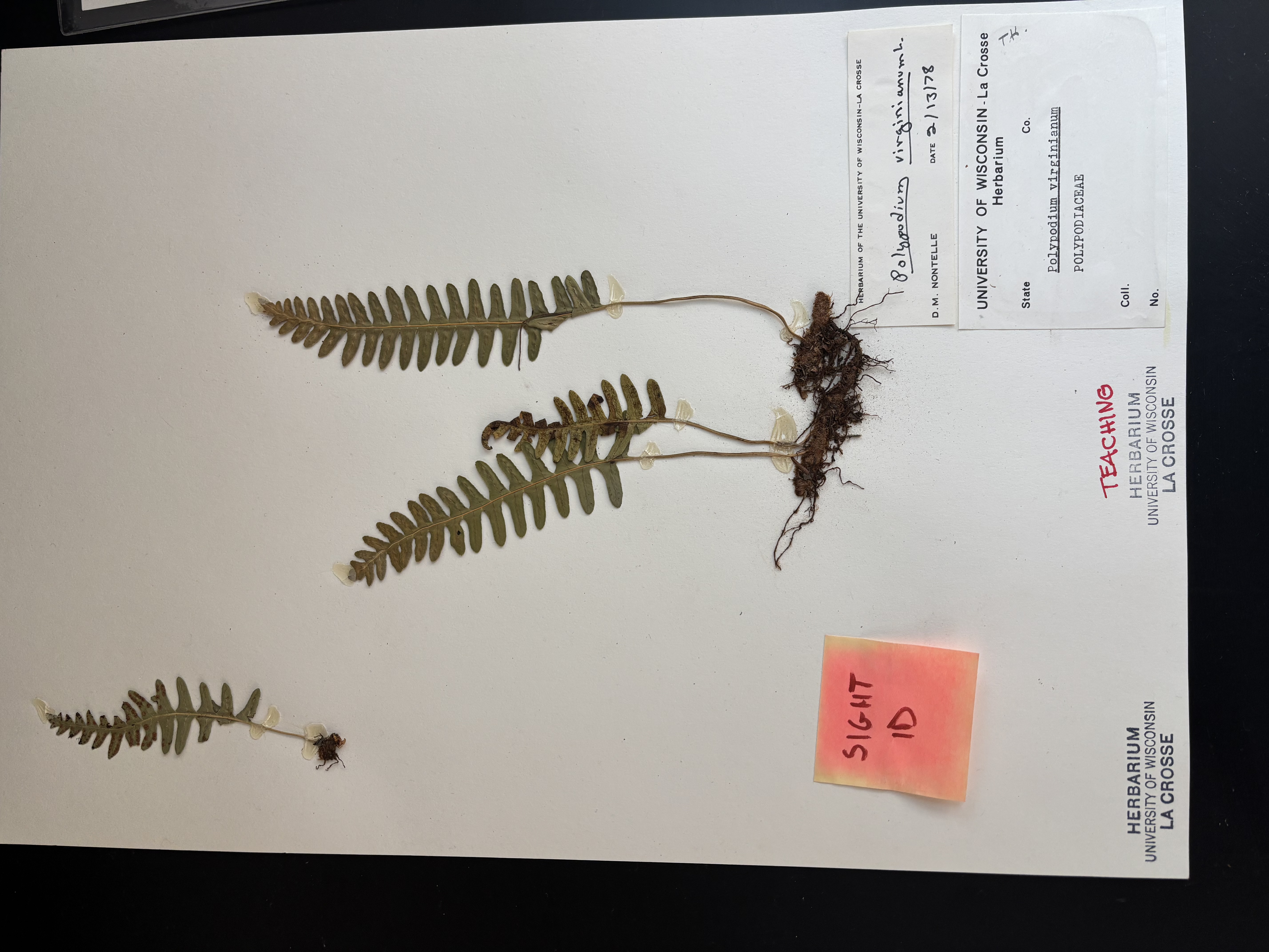 <p>Common Polypody</p>