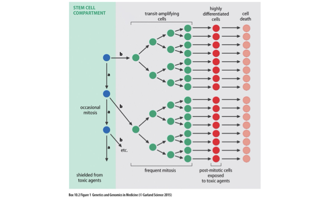 <p>Cancer originating from mutations in stem cells, leading to uncontrolled growth and differentiation, resulting in tumor formation. </p>