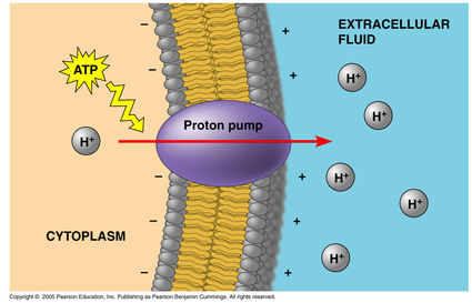 <p>electrogenic pump</p><p>the sodium-potassium pump is the major electrogenic pump of animal cells</p><p>in plants, fungi, and bacteria, is a<u> proton pump,</u>&nbsp;which actively transports hydrogen ion (H+) out of the cell, low to high (takes ATP) and goes against the concentration gradient</p><p>electrogenic pumps help store energy that can be used for cellular work</p>