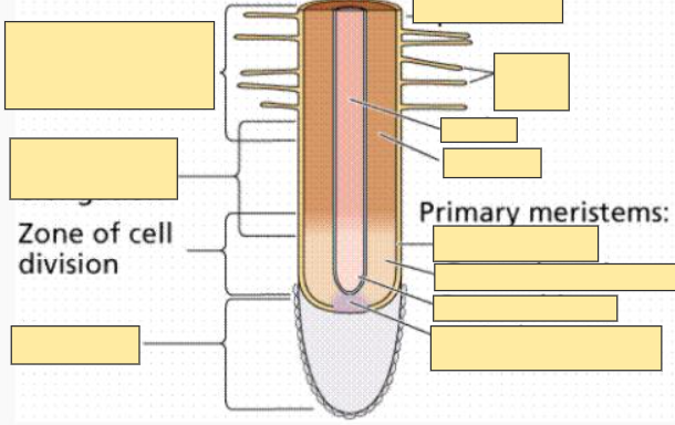 <p>Zone of Cell Division</p>