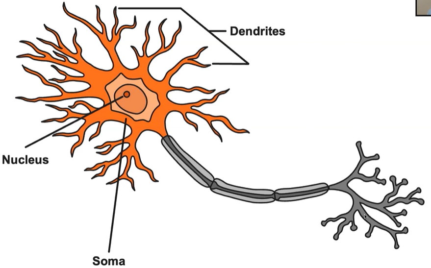 <p>Neuron’s body</p>