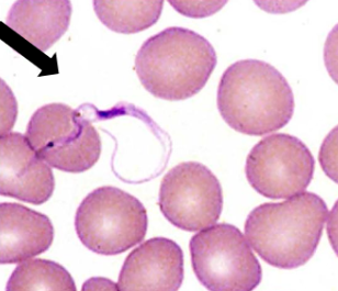 <p>What is this flagellate? </p>