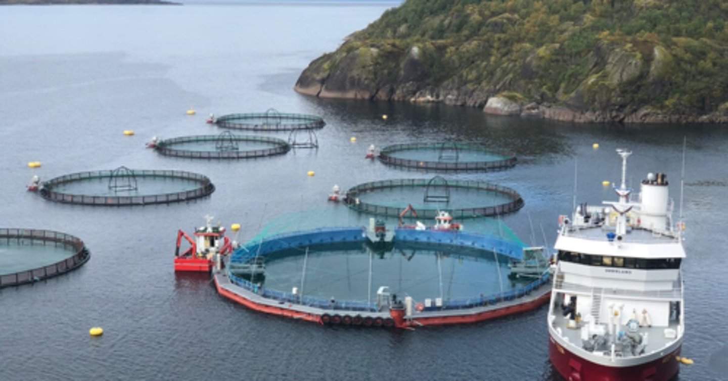 <p>- Little environmental control, meaning:</p><p>- Susceptible to predators</p><p>- Exposure to water-borne irritants (jellyfish, plankton blooms)</p><p>- Exposure to bad weather conditions</p><p>- Shared water body (quicker disease spread) - sea lice</p><p>- Limited water quality control.</p>