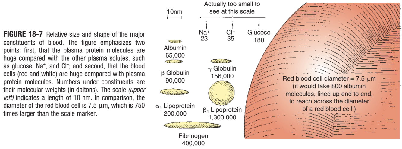 <p>CH 18, Q5: the walls of most capillaries have pores or clefts in them, which are approximately 4 nm in diameter according to Figure 18-7:</p><p>a. a capillary pore is many times larger in diameter than a sodium ion</p><p>b. an albumin molecule is approximately 2.5 times longer than the diameter of a capillary pore</p><p>c. the diameter of a red blood cell is many times greater than the diameter of a capillary pore.</p><p>d. a molecule of β globulin or γ globulin could just about squeeze through a capillary pore if it were lined up exactly right</p><p>e. all of the above are correct</p>