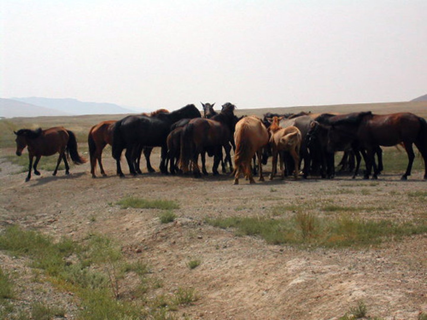 <p>Herd of cattle</p>