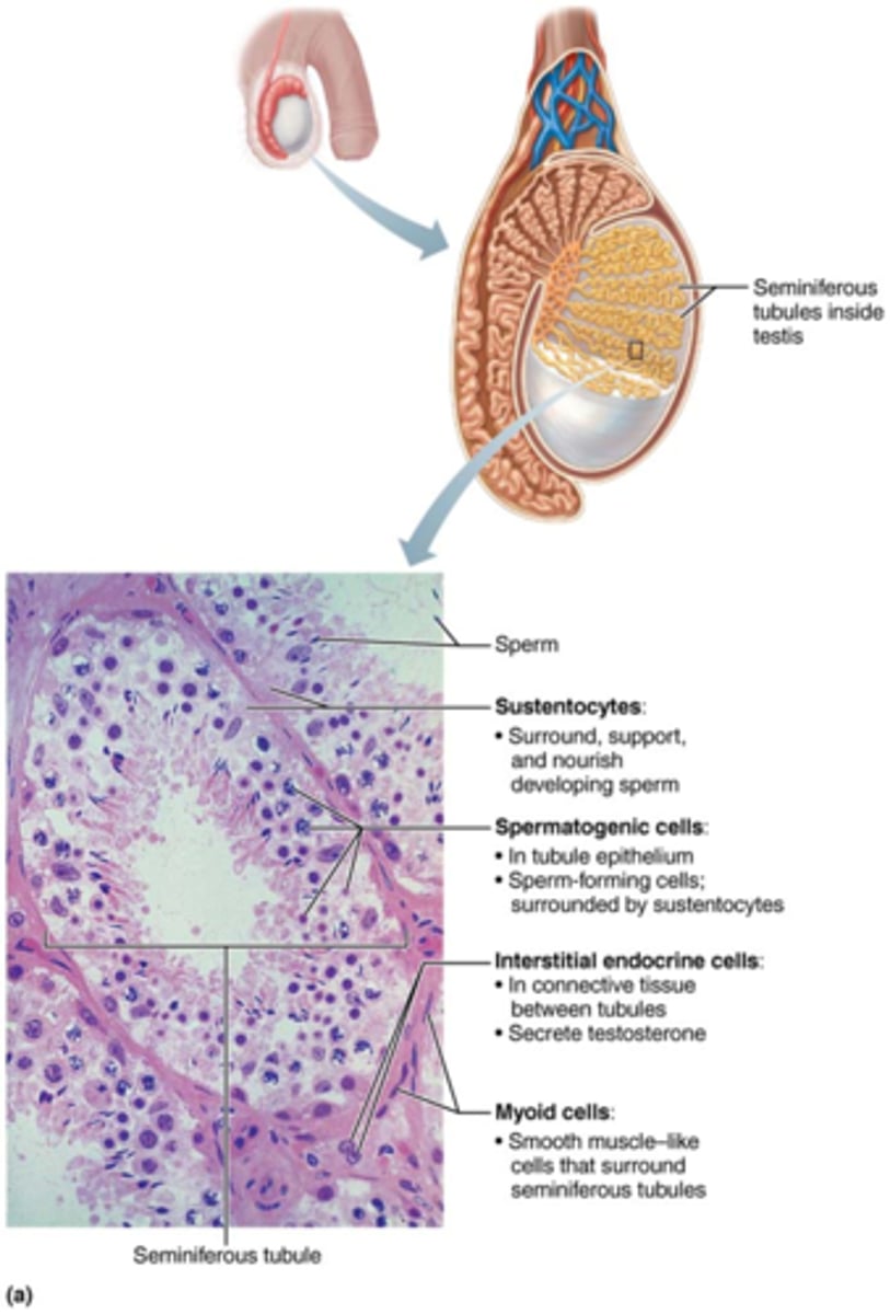 <p>cells outside of the tubules &amp; contract to squeeze sperm &amp; testicular fluid through tubules</p>