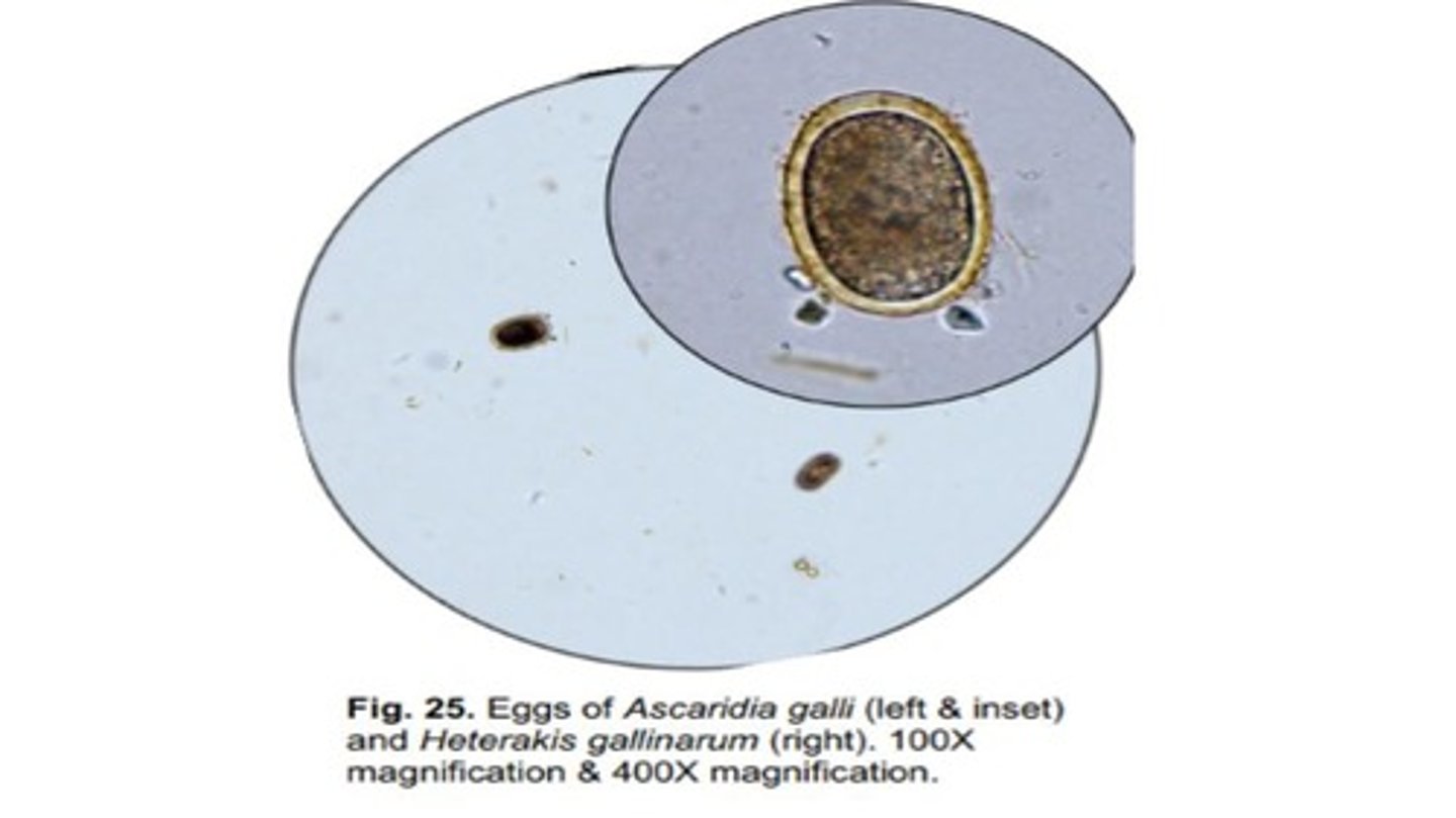 <p>Roundworm that infects the SI of Galliform birds</p><p>-Adults are large white worms, while eggs are ovoid with a thick smooth shell</p><p>-Eggs are Larger & more ovoid than Heterakis gallinarum</p>