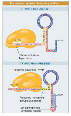 <p>transcription of Trp operon begins at leader and attenuator sequence. The nascent mRNA of th attenuator sequence may adopt two different structures, structure 1 which contains a terminator hairpin that causes RNA pol to release form the DNA and structure 2 which does not have the terminator hairpin. When Trp-tRNA is low, the ribosome pauses during translation of the leader mRNA as it stalls at the Trp codons which favors formation of structure 2 (allowing transcription of the Trp operon). When Trp-tRNA is high, the sequence is translated successfully which favors formation of structure 1 (inhibiting transcription of the operon).</p>