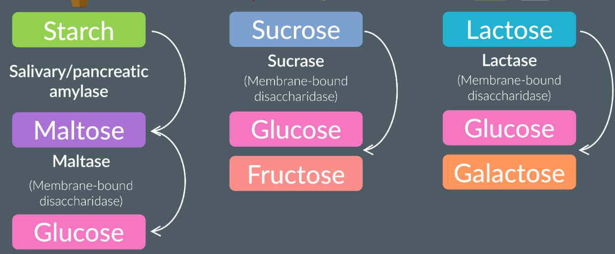 <ul><li><p>Happens in the mouth (salivary glands) and small intestine</p></li><li><p>The digestion of starch: the salivary glands release amylase which hydrolyses the glycosidic bonds and forms maltose. Any remaining starch molecules pass into the stomach and the small intestine (pancreas amylase). In the ileum, the maltase is a membrane-bound disaccardiase (attached to the epithelial membrane). Maltase hydrolyses the maltase to two alpha glucoses.</p></li><li><p>The sucrase (membrane-bound disacardiase) hydrolyses the sucrose to fructose and glucose in the ileum.</p></li><li><p>Lactase (membrane-bound disacardiase) hydrolyses lactose to glucose and galactose in the ileum.</p></li></ul><p></p>