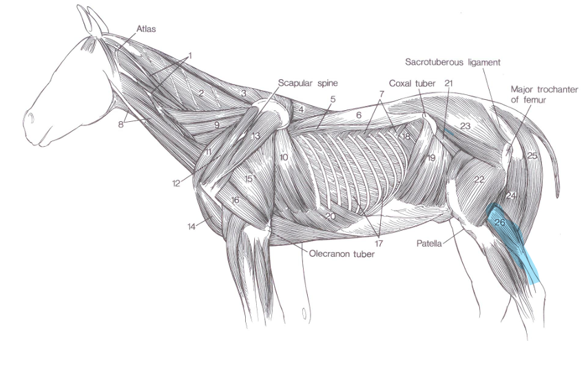 <p>Name of highlighted muscle?</p>
