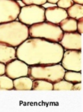* Used for **food storage** in roots, fruit, and portions of the stem 
* Have **thin cell walls**
* Unspecialized cells 
* Have chloroplasts in the leaves and young stems
* Found in fruit and phloem cells 
