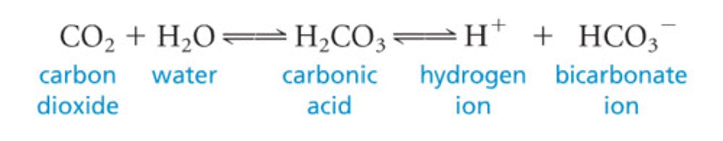 <p>CO2 + H20 (more basic) &lt;- carbonic anhydrase-&gt; H2CO3 &lt;-&gt; HCO3- + H+ (more acidic) pKa = 7.4</p><p>Major buffer system for maintaining pH of blood (7.35-7.45)</p>