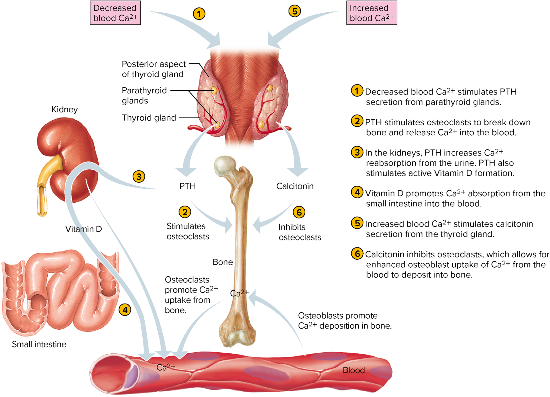 storage of inorganic salts & minerals 