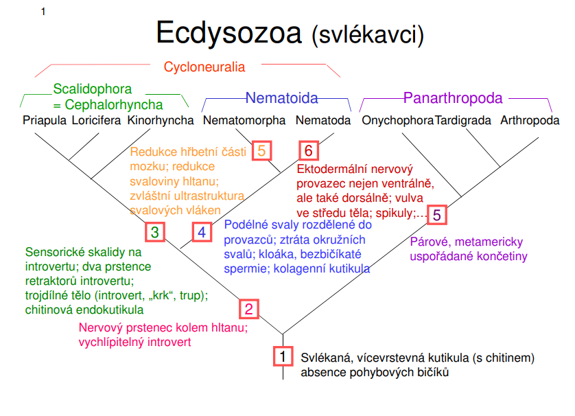 <p>Ecdysozoa (svlékavci) - kladogram</p>