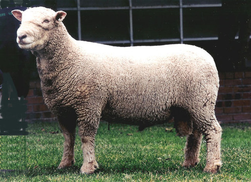 <p><br>What is this sheep breed?</p>