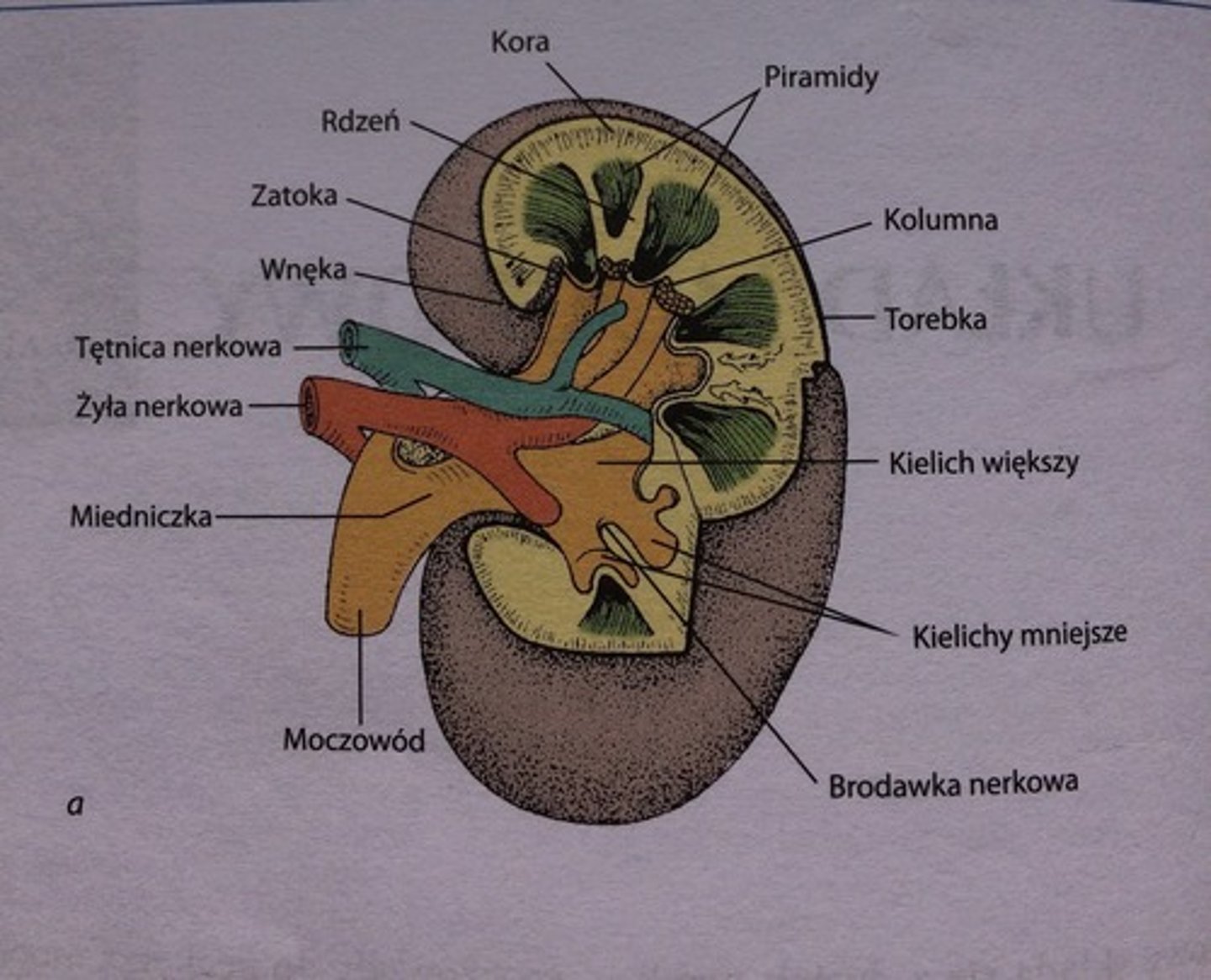 <p>we wnęce nerki znajduje się żyła i tętnic nerkowa oraz moczowód. Nerka jest otoczona torebką łącznotkankową, która zawiera miocyty gładkie. Kora nerki wnika do rdzenia w postaci kolumn nerkowych. Rdzeń nerki stanowią piramidy nerkowe. Brodawki nerkowe (szczyty piramid) znajdują&nbsp;się w świetle kielichów mniejszych. Ujścia przewodów brodawkowych tworzą pola sitowe. Od podstawy piramidy biegną promienie rdzeniowe - kanaliki zbiorcze. Fragmenty kory ograniczone tętnicami międzyzrazikowymi tworzą płaciki nerki (składają się z kanalika zbiorczego i nefronów). </p><p>Płat nerki składa się z piramidy, fragmentów kolumn, kory nerkowej.</p>