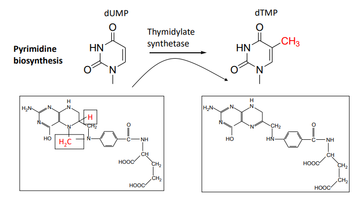 <p>N5-N10-methylene-tetrahydrofolate to dehydrofolate by thymidylate synthetase</p><ul><li><p>addition of CH3</p></li><li><p>dUMP to dTMP</p></li></ul>