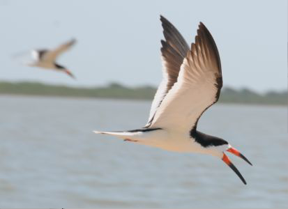 <p>Identify the species shown:&nbsp;</p>